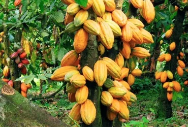 Cocoa Tree