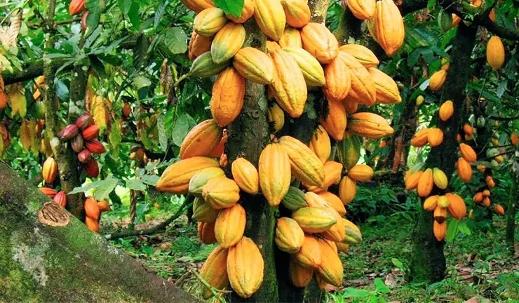 Cocoa Tree