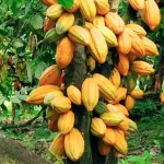 Cocoa Tree