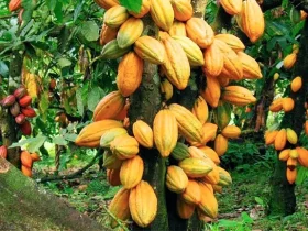 Cocoa Tree