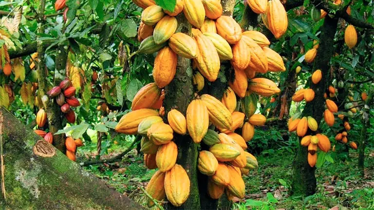 Cocoa Tree